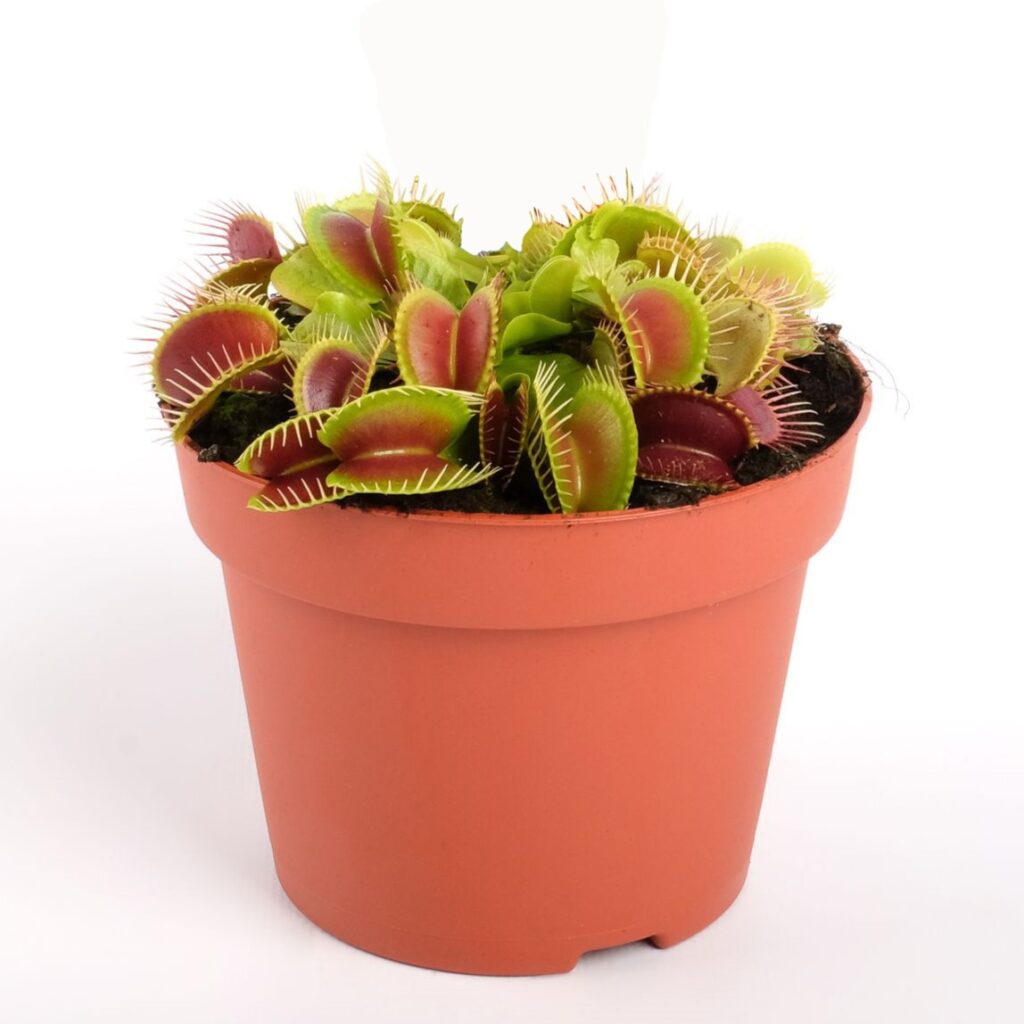 Dionaea muscipula - Venus Flytrap Carnivorous Plant