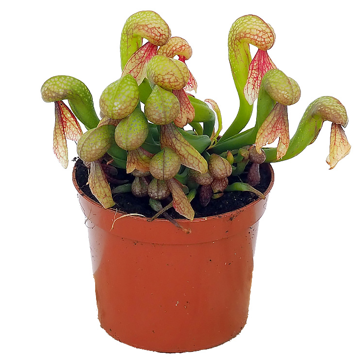 Darlingtonia californica - Cobra Lily