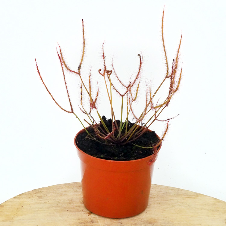 Drosera binata var. dichotoma | Primrose Trading