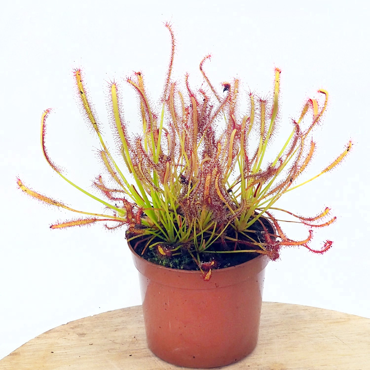 Drosera capensis Cape Sundew