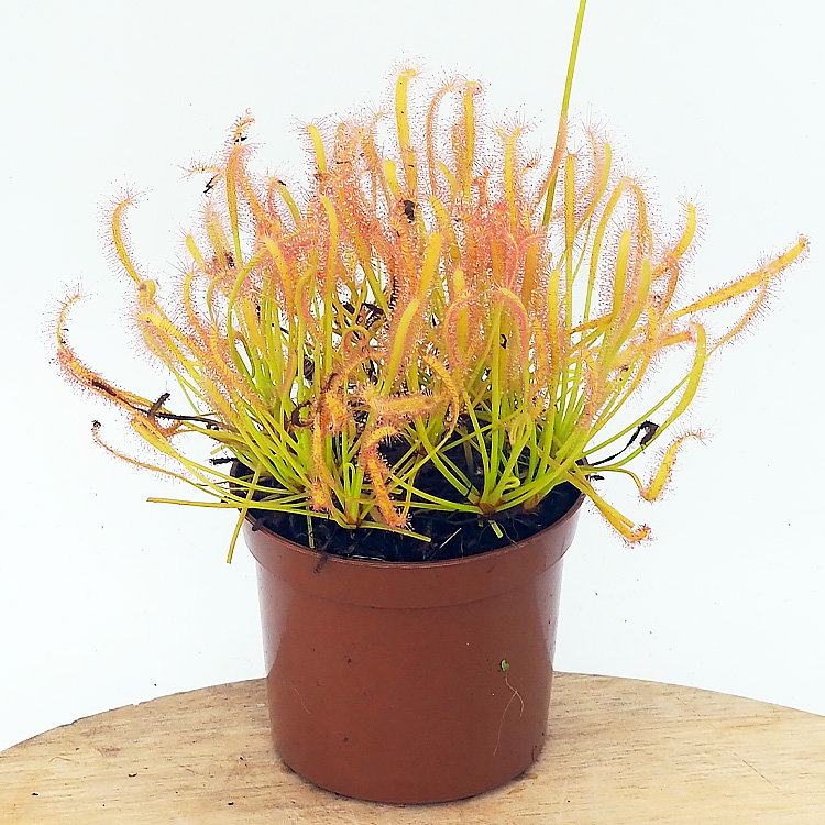 Drosera capensis alba - Cape Sundew, white form | Primrose Trading