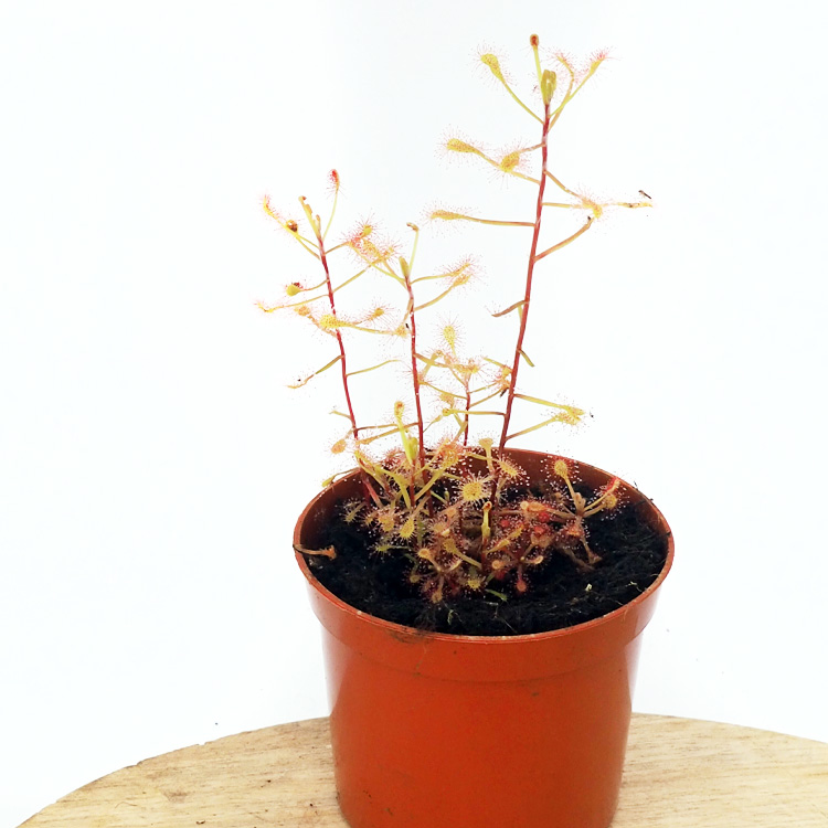 Drosera madagascariensis