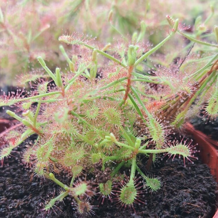 Drosera capensis alba - Cape Sundew, white form | Primrose Trading