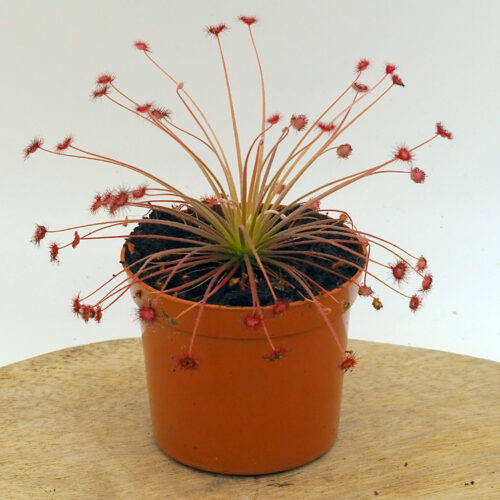 Drosera paradoxa | Primrose Trading