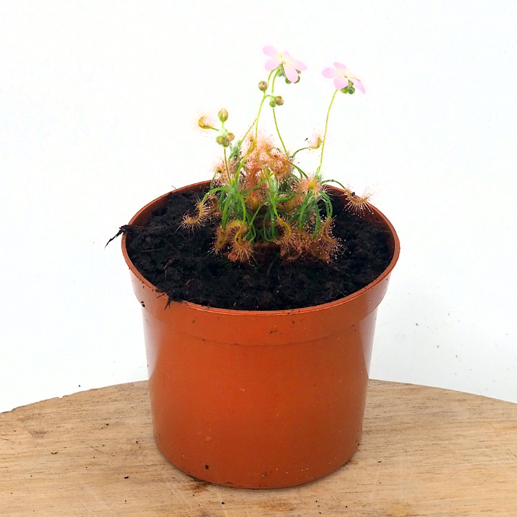 Drosera scorpioides