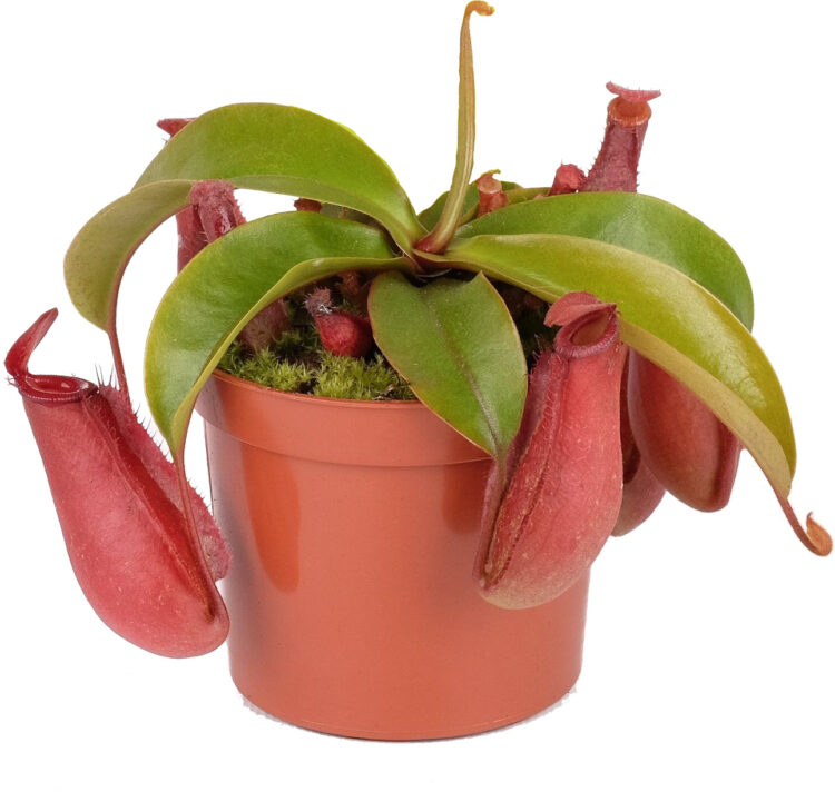 Nepenthes 'Bloody Mary'