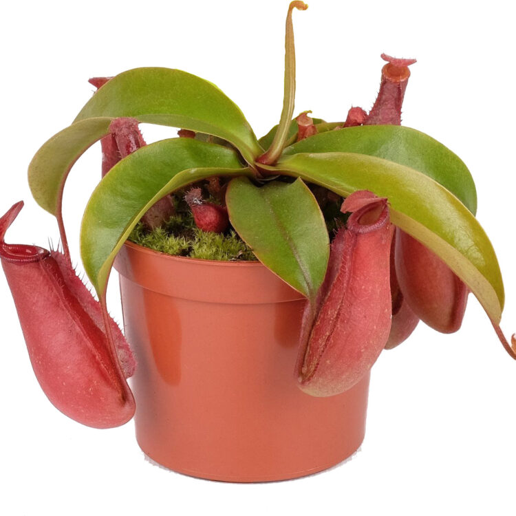 Nepenthes 'Bloody Mary'