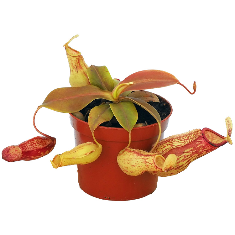 Nepenthes 'Gaya'