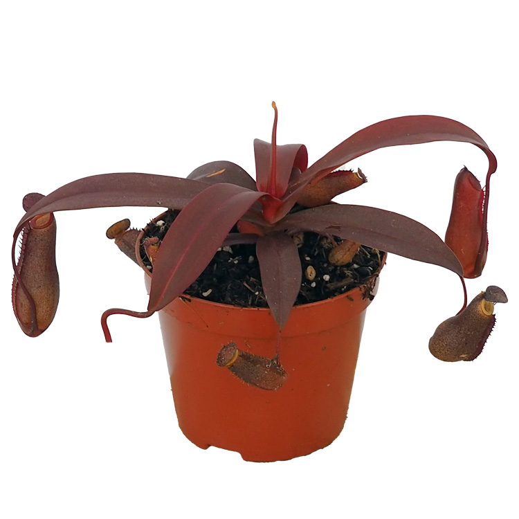 Nepenthes 'Rebecca Soper'