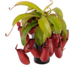 Nepenthes bloody mary large Nepenthes bloody mary large