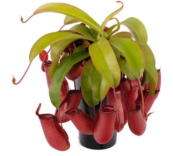 Nepenthes bloody mary large