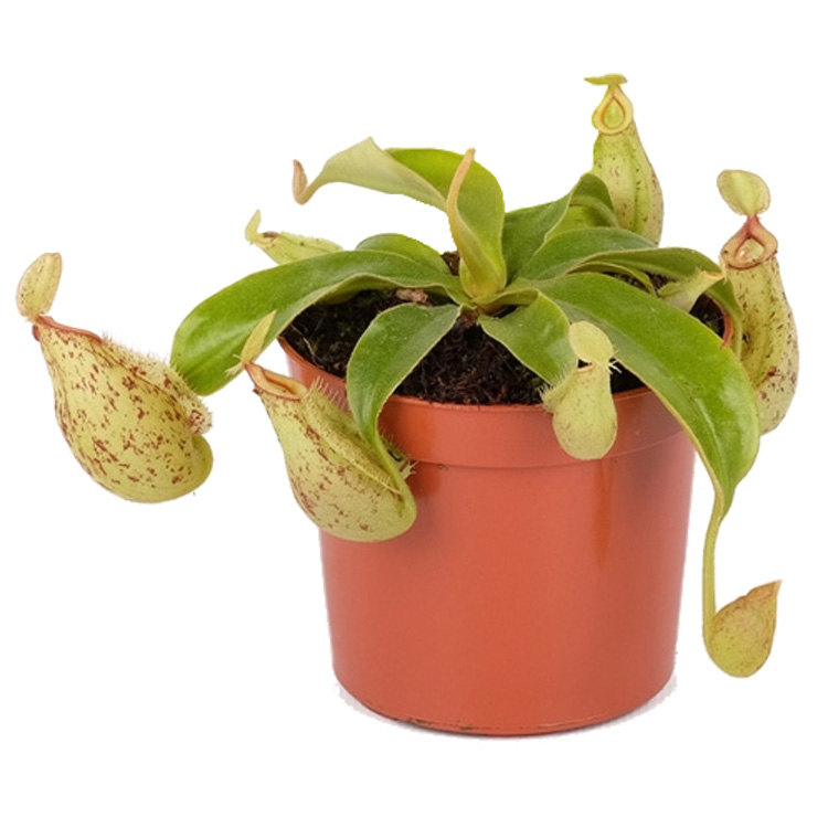 Nepenthes hookeriana