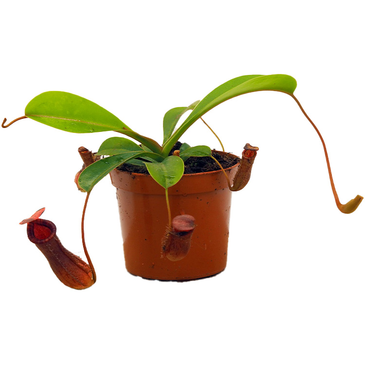 Nepenthes ventricosa 'Lowii'