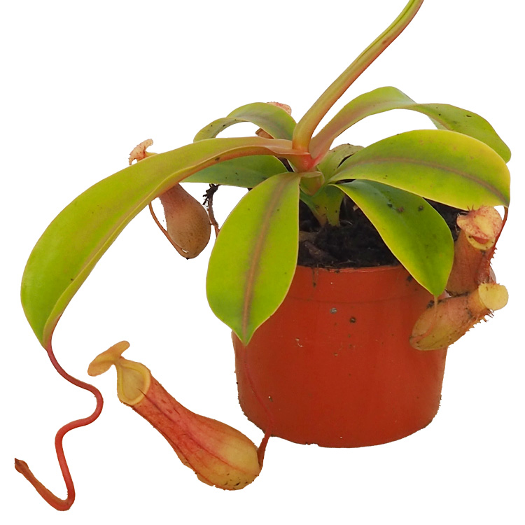 Nepenthes x ventrata