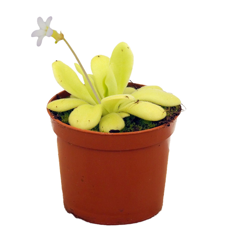 Pinguicula agnata