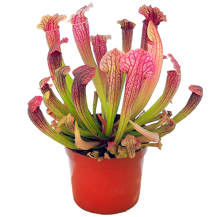 Sarracenia 'Fiona' | Primrose Trading