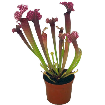 Sarracenia 'Judith Hindle' | Primrose Trading