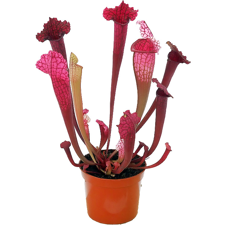 Sarracenia 'Juthatip Soper' | Primrose Trading