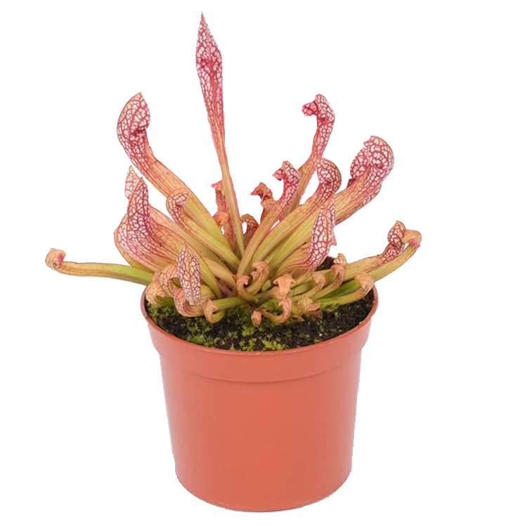 Sarracenia 'Scarlet Belle'