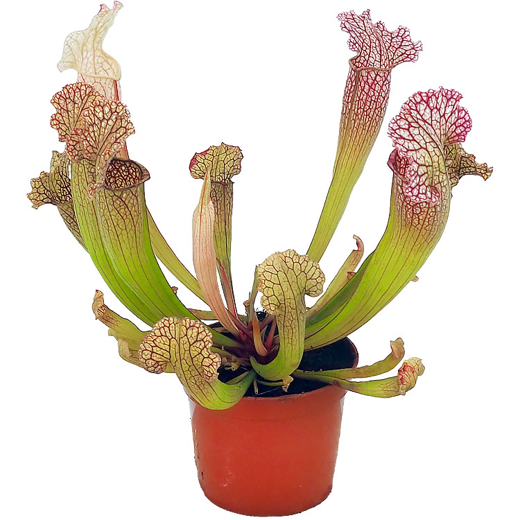 Sarracenia 'Velvet'