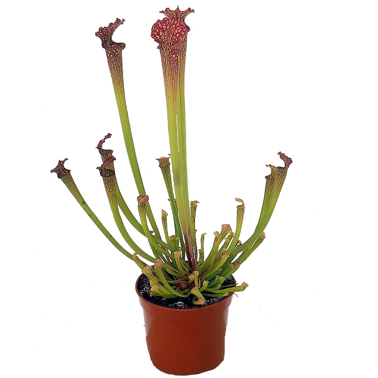 Sarracenia farnhamii