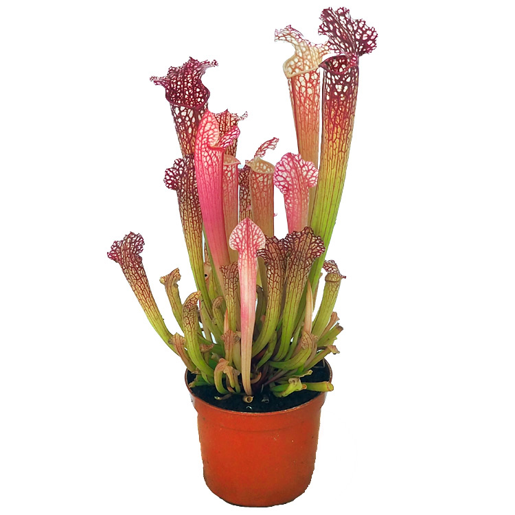 Sarracenia farnhamii hybrid