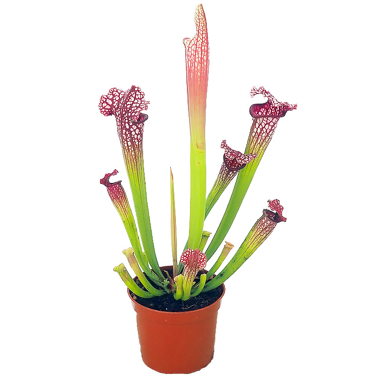 Sarracenia leucophylla hybrid