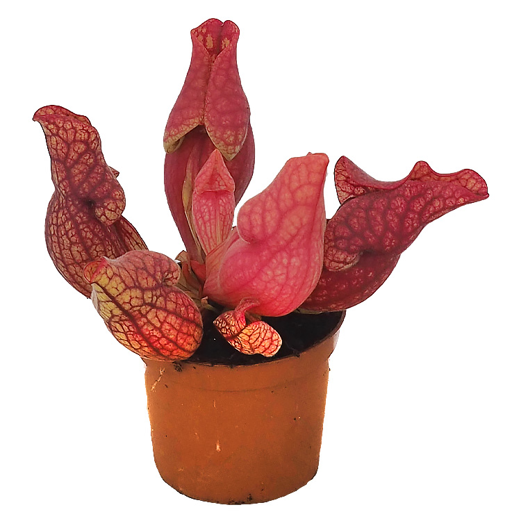 Sarracenia purpurea var venosa