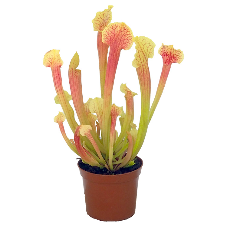 Sarracenia smoorii