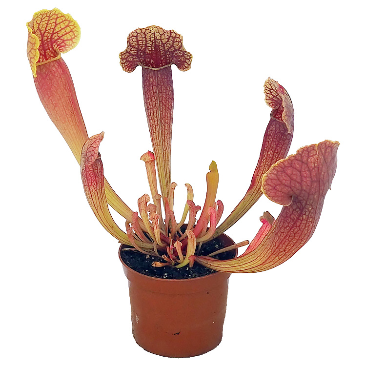 Sarracenia x Barba