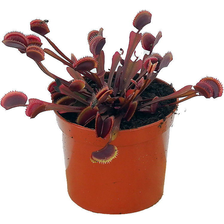 Venus Flytrap 'Red Piranha'