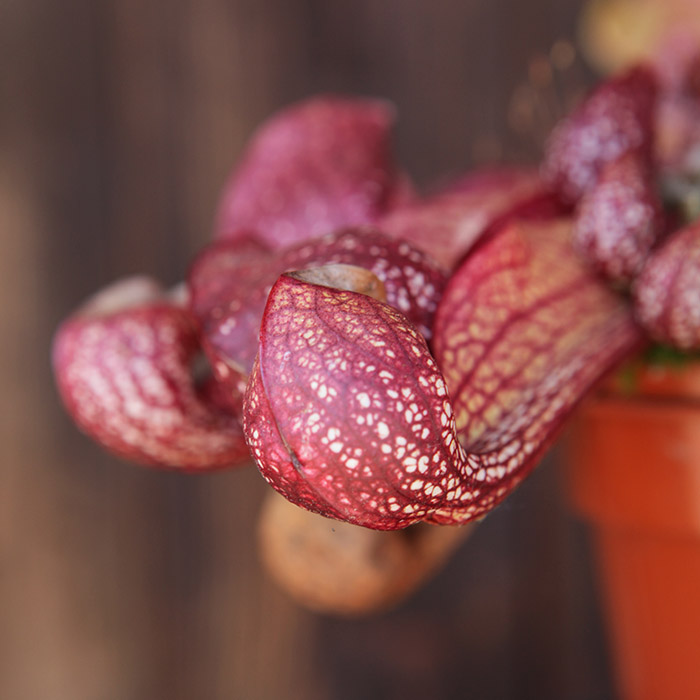 Sarracenia psittacina - Parrot Pitcher Plant | Primrose Trading