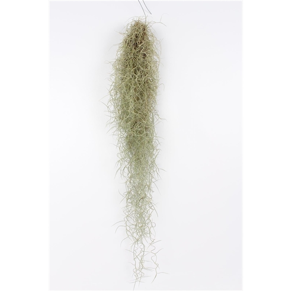 Tillandsia usneoides - Spanish Moss 50 cm