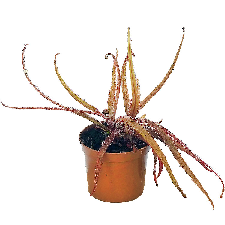 Drosera adelae