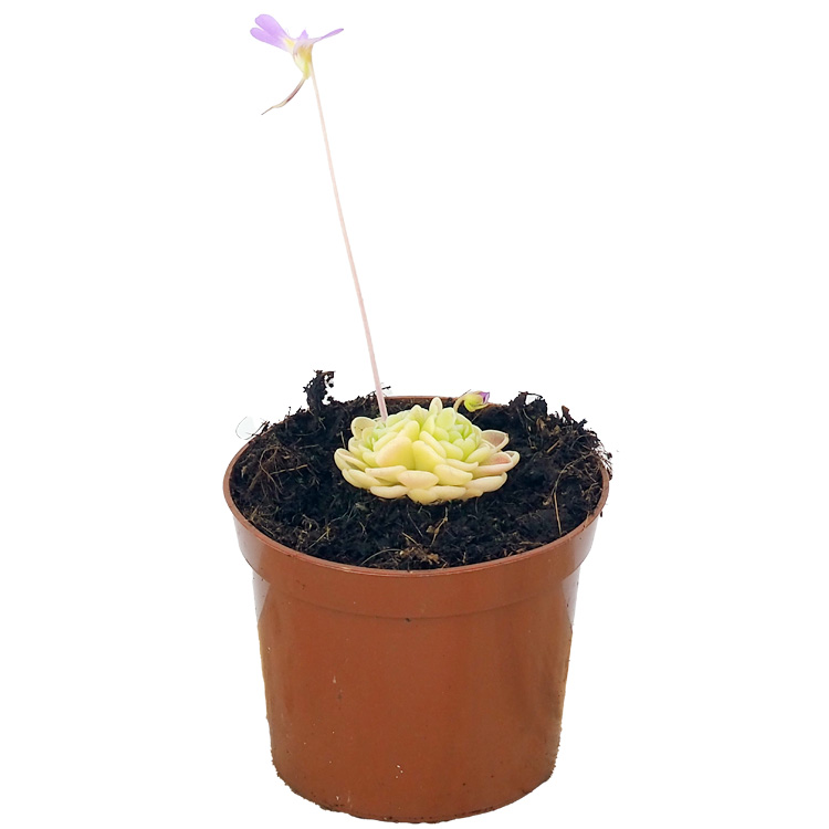 Pinguicula esseriana