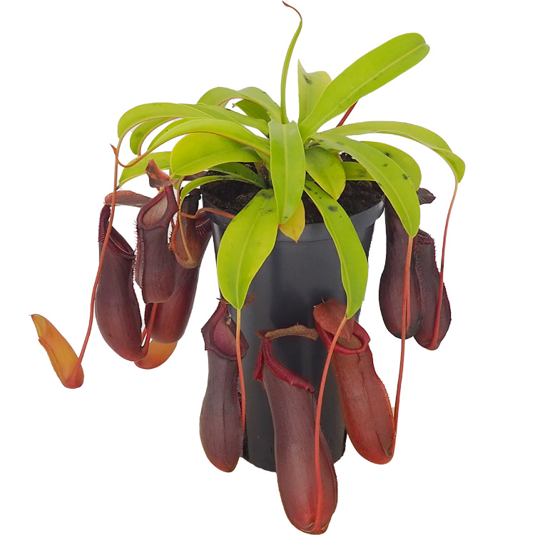 Nepenthes singalana Bill Bailey - potsize 12