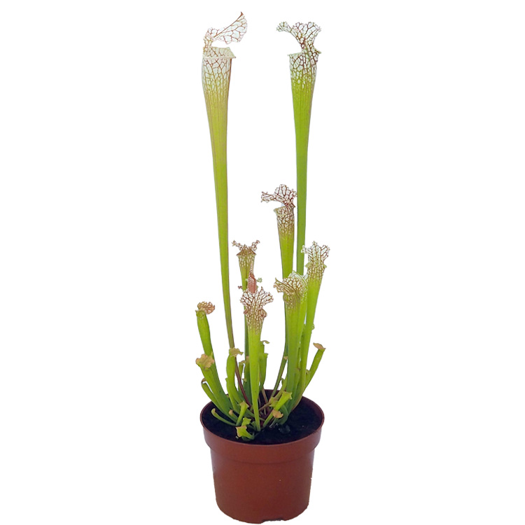 Sarracenia leucophylla - White Pitcher