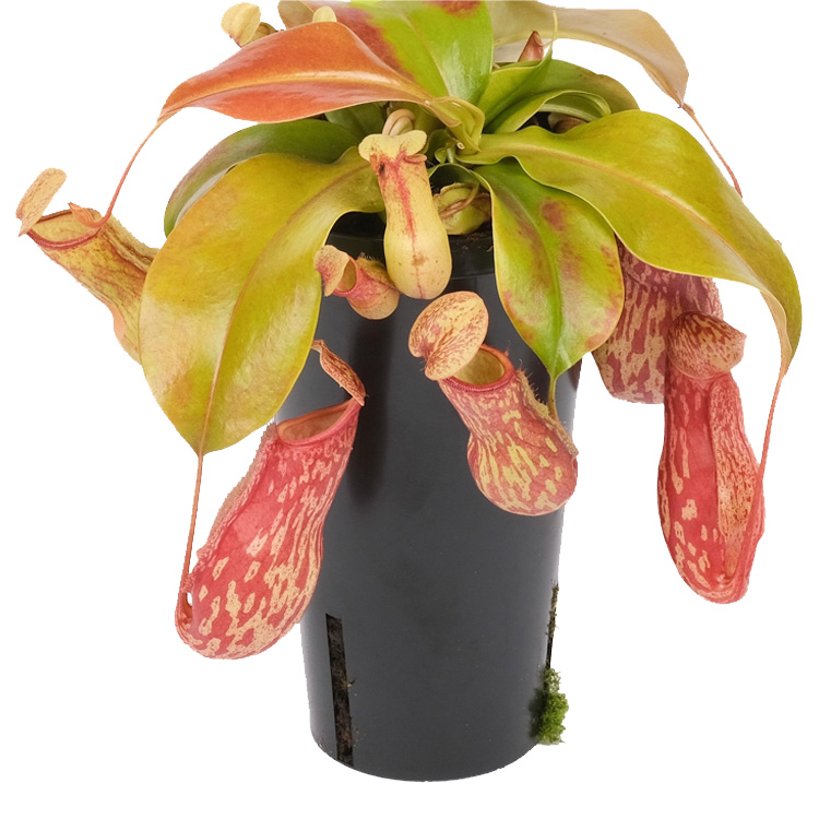 Nepenthes 'Gaya' - Potsize 12 cm