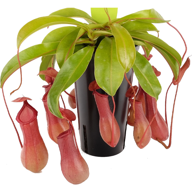 Nepenthes x ventrata - Potsize 12 cm