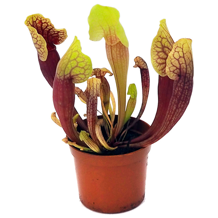 Sarracenia 'Vogel'