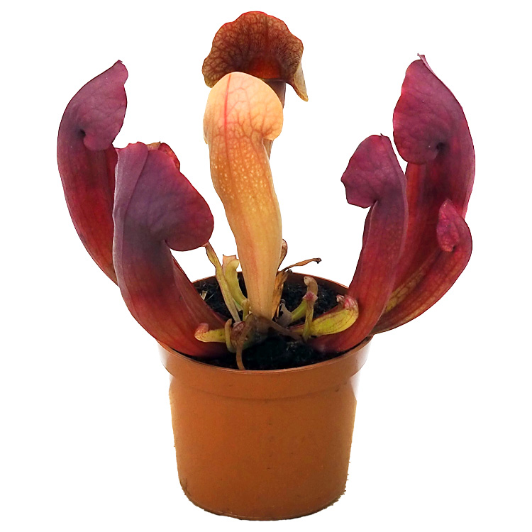 Sarracenia x 'Barba Red'