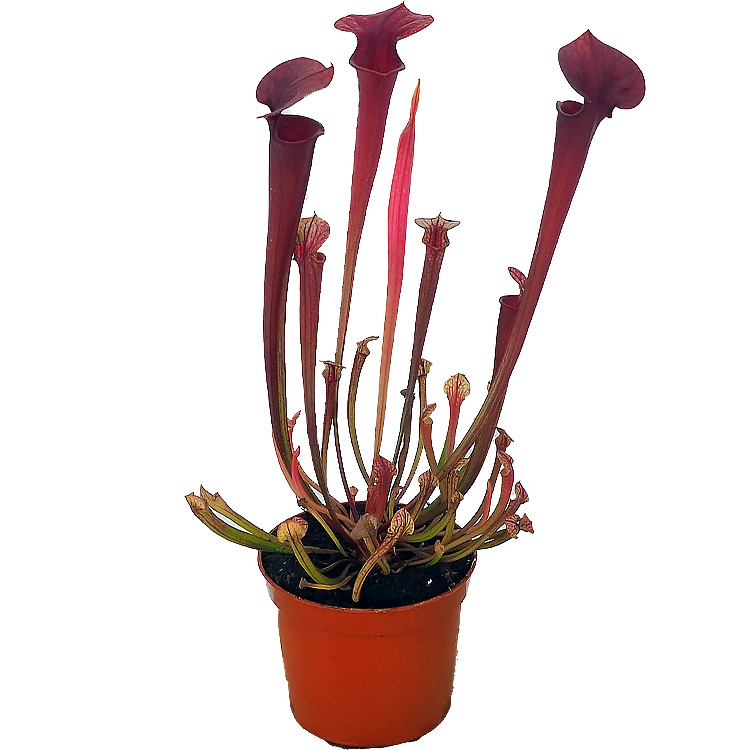 Sarracenia flava var rurbricorpa