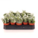 Opuntia vestita cristata 5.5 Opuntia vestita cristata