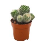 Mammillaria backebergiana ernestii 8.5 Mammillaria backebergiana ernestii 8.5