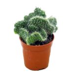 Opuntia cylindrica cristata 5.5