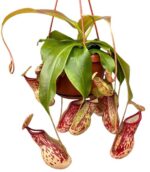Nepenthes 'Gaya' - Hanging Basket Potsize 14 cm. Nepenthes 'Gaya' - Hanging Basket Potsize 14 cm.