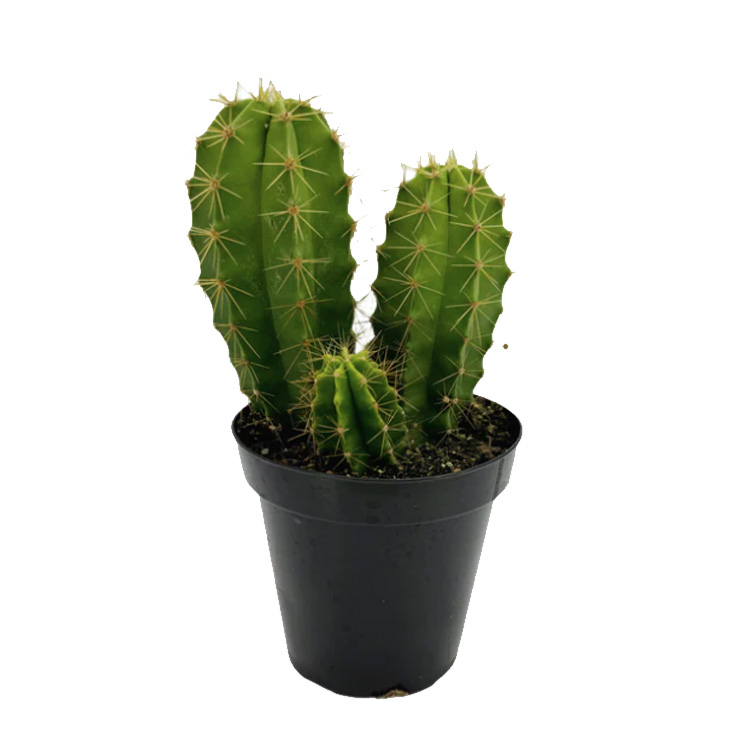 Lemaireocereus chende 5.5