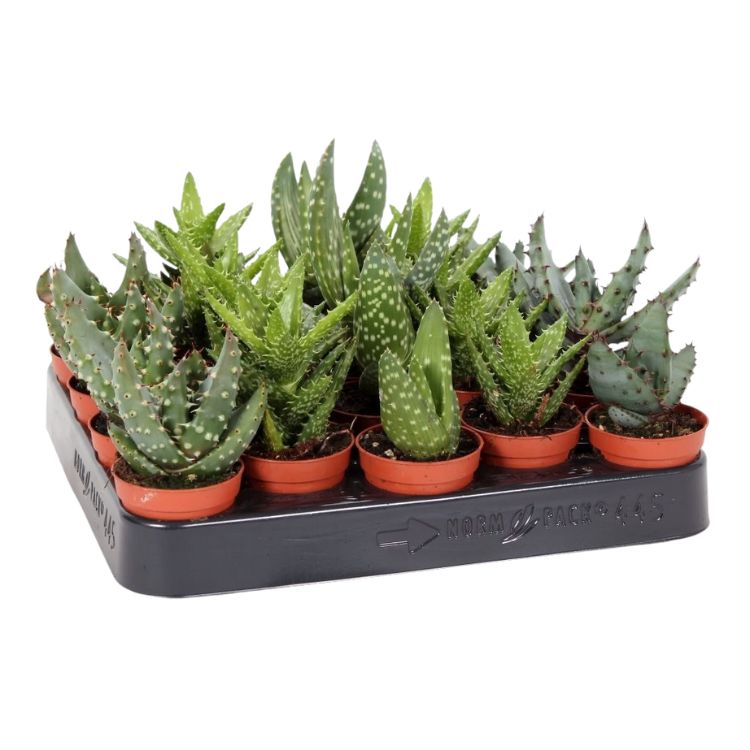 Aloe mix 5.5