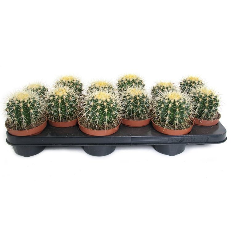 Echinocactus grusonii 10.5