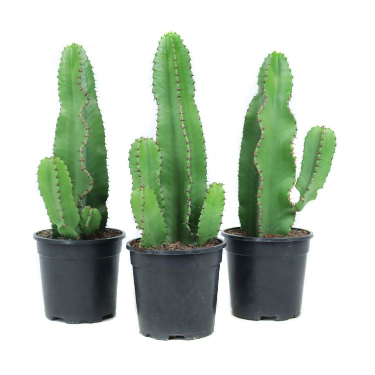 Euphorbia erytrea 17
